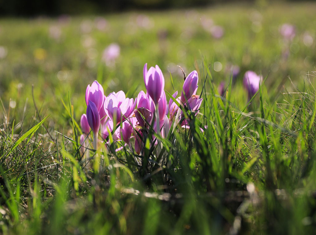 Saffron-Field